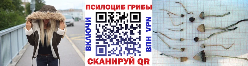 Псилоцибиновые грибы прущие грибы  MEGA как войти  Нестеров 